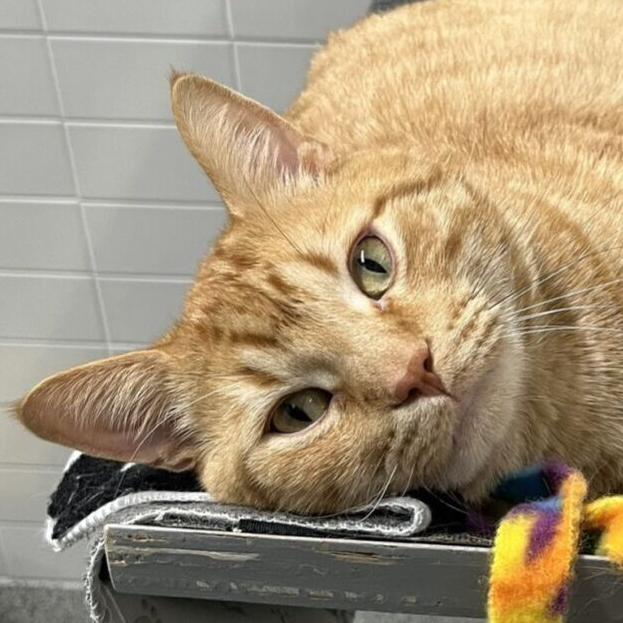 Garfield